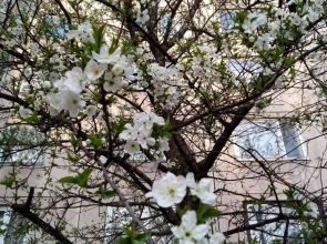 Gesztenyés Apartman