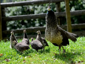 Tourist Farm Arbajter