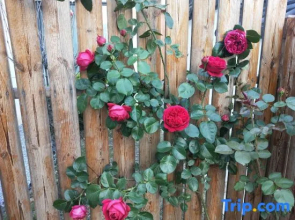 Weiduo Bieyuan Hostel