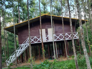 Deep Jungle Home