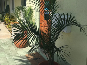 Palm Tree Villas