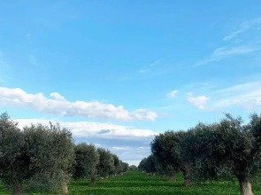 Villa Gelsa