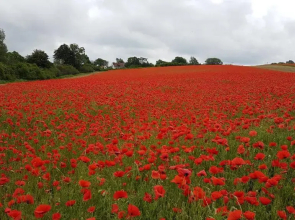Ferienwohnung Bernsteinpark nur 350 m zum kilometerlangen Sandstrand