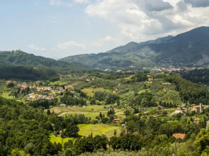 Tiglio Grillo