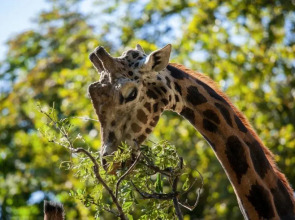 Pension Schönbrunn Vienna