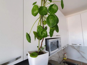 Rovena's Apartment - free parking