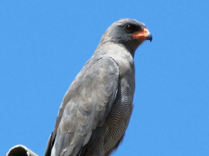 Umvangazi Rest - Enjoy a Relaxing, Rejuvenating and Peaceful Setting in the Bush