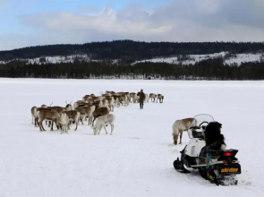 Puolukkamaan Pirtit Cottages