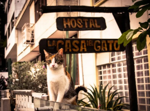 Hostal Casa del Gato - Hostel