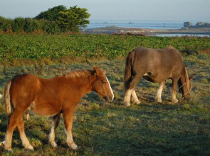 Roulotte Gîtes O bien-être massage Spa Séjour bien-être en hébergement insolite roulotte Karantez ou en gîtes Melon ou Yock à 800 m des plages Maison d'hôte Drogou