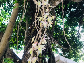 Quang Vinh - Đao Ly Son