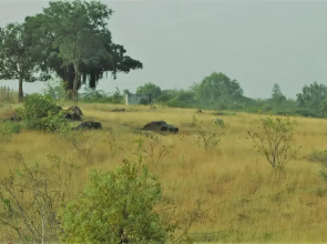 AARRAAMS Farms & Resorts
