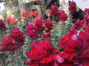 Pupiang Po Da Arte Resort