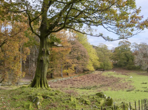 Cherry - Woodland Cottages