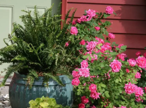 Williamsburg Manor B&B