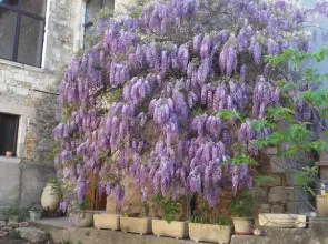 Petit appart dans dépendance château Salavas