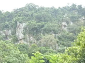 The Woods