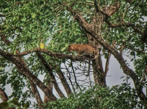 VIVIDEARTH Resorts Bandipur