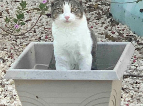 Suite 1 Beach Shuttle Concierge Garden Cats