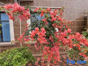 Dongxing Wanwei Encounter Inn