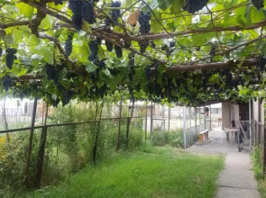 wine valley