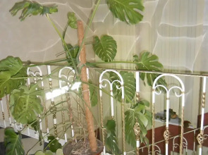 Мотель Премьер