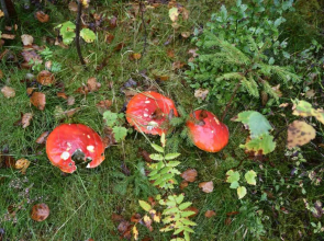 Apartment Eisenhauer in Schluchsee