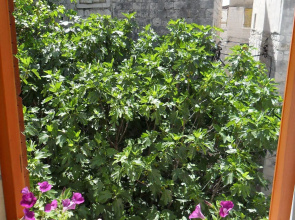 Guesthouse Ruzica