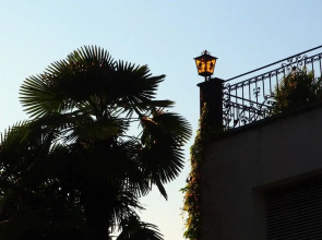 Ascovilla