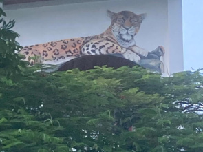 Jaguar Morning Star