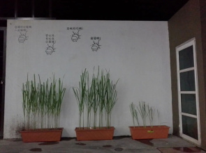 Urban Homestead
