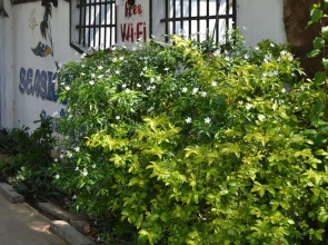 Arugambay Seaside Villa