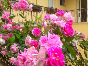 B&B Maison Rosetta IUN-E4948