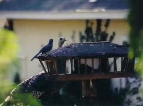 Backyard Garden Oasis