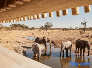 Savute Elephant Lodge