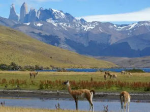 ZALTAXAR "Hijos del Canelo"