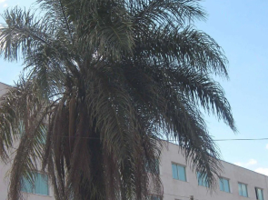 Hotel Mirante São Brás