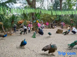 Floral Hotel·Manxili Life · Light Luxury Vacation Art Villa (Xishuangbanna Jinghong Dafosi)