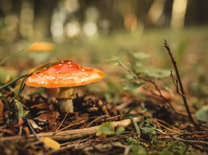 Ungru Guesthouse and Restaurant