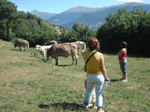 Terralta