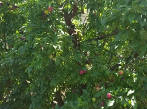 Finca Sa Cova de Mallorca