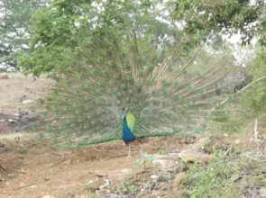 Buddika Safari & Resort