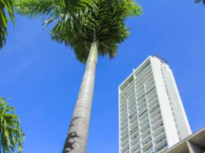 El Palmar Residences