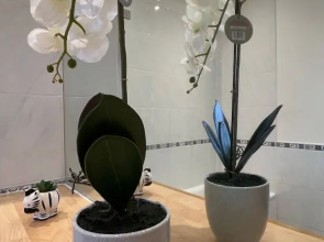 Modern Oasis / Central Location