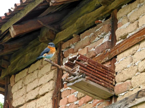 Guest house Medina