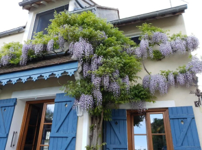 Les Glycines