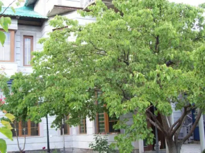 Guest House on ul Davidashen 10