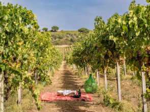 Un' Ottima Annata - La casa nel vigneto