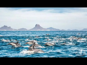 House In Miramar Seaview And Private Pool templada