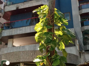 APT Praia do Forte, 140m2 com piscina